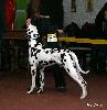 ANDINO DI ASSONANZA - VERY PROMISING 2 ( Puppy class 5/5 )