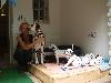 ATILLIO VISITED HIS 12 PUPPIES in GERMANY !! 
